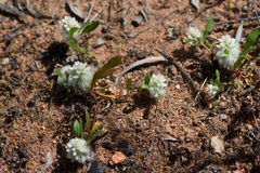 Ptilotus humilis (Ptilotus humilis)