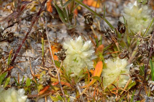 Ptilotus humilis (Ptilotus humilis)