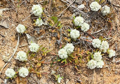 Ptilotus humilis: "Ptilotus humilis" - Ptilotus humilis (Nees) F.Muell. observed in Australia