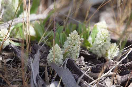 Ptilotus humilis (Ptilotus humilis)