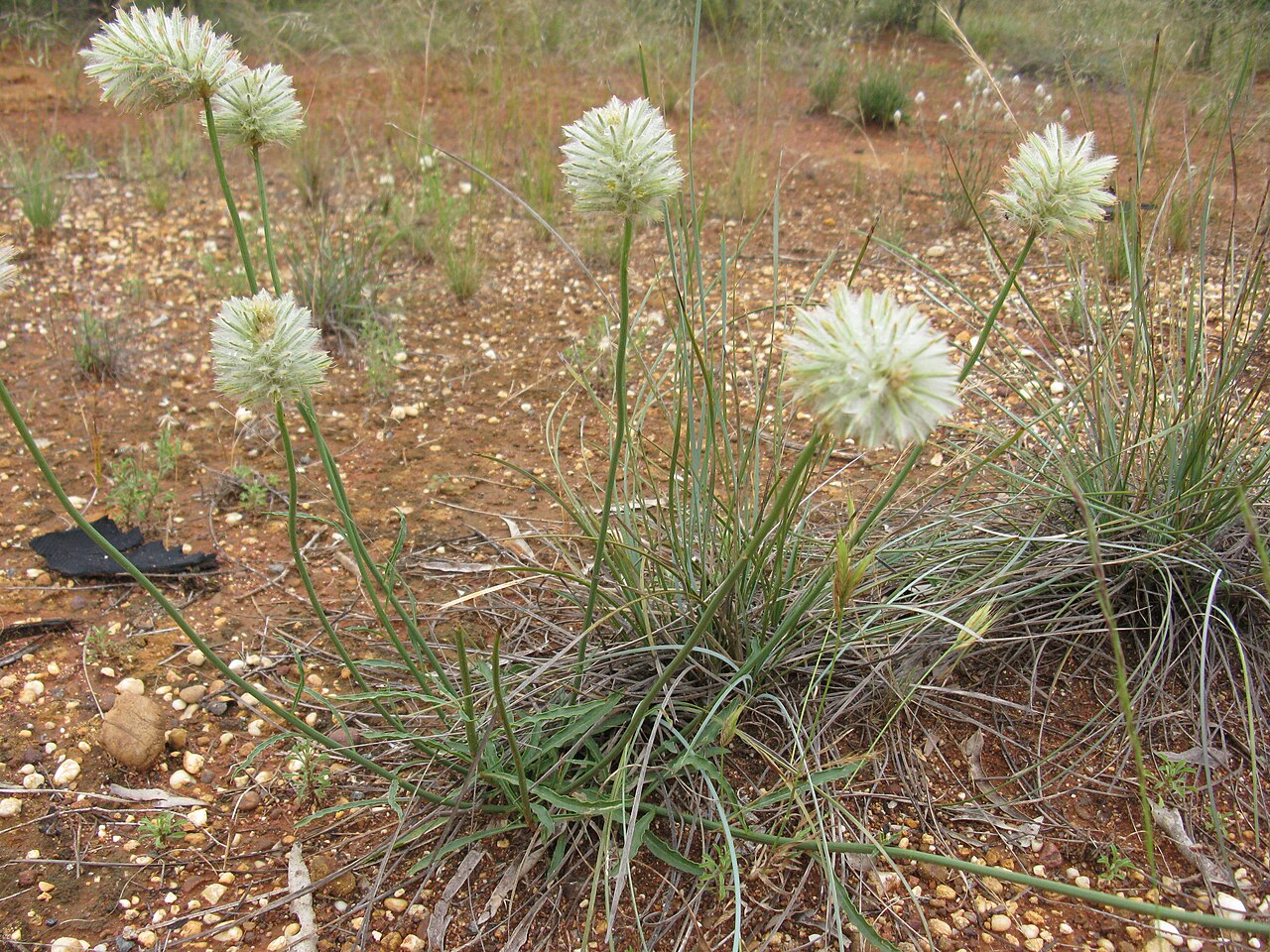 Ptilotus macrocephalus: Native, perennial, glabrous or slightly hairy herb to 50 cm tall, with a woody rootstock. Leaves are linear to narrow-lanceolate, to 5 cm long and 3 mm wide; ap