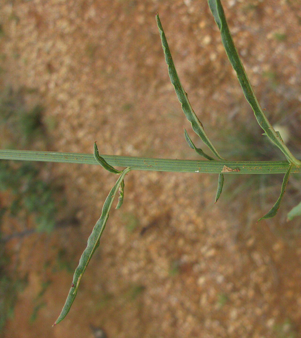 Ptilotus macrocephalus: Native, perennial, glabrous or slightly hairy herb to 50 cm tall, with a woody rootstock. Leaves are linear to narrow-lanceolate, to 5 cm long and 3 mm wide; ap