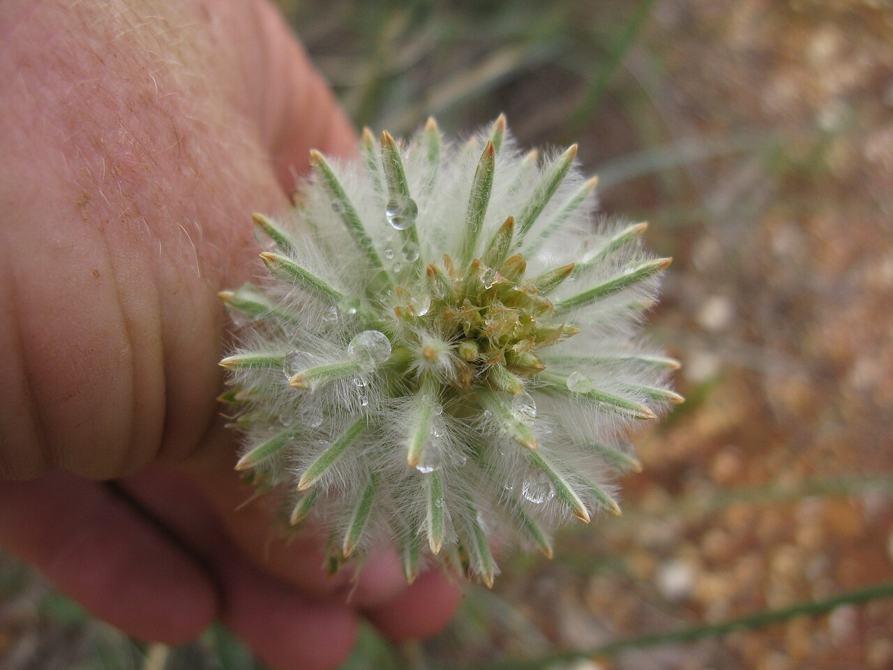 Ptilotus macrocephalus: Native, perennial, glabrous or slightly hairy herb to 50 cm tall, with a woody rootstock. Leaves are linear to narrow-lanceolate, to 5 cm long and 3 mm wide; ap