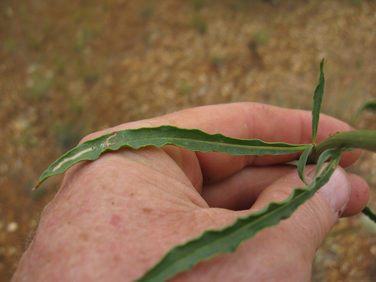 Ptilotus macrocephalus: Native, perennial, glabrous or slightly hairy herb to 50 cm tall, with a woody rootstock. Leaves are linear to narrow-lanceolate, to 5 cm long and 3 mm wide; ap
