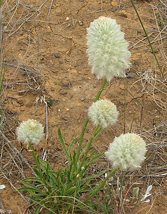 Ptilotus macrocephalus: Ptilotus macrocephalus , near Rokewood Junction, Victoria, Australia