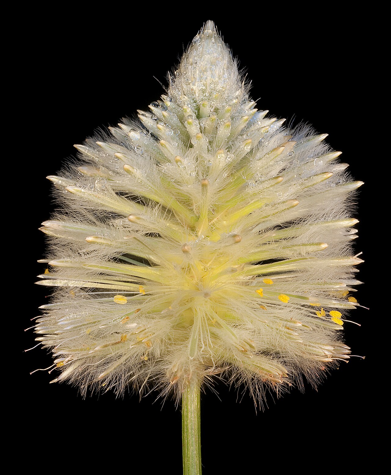 Ptilotus macrocephalus: KRT4841