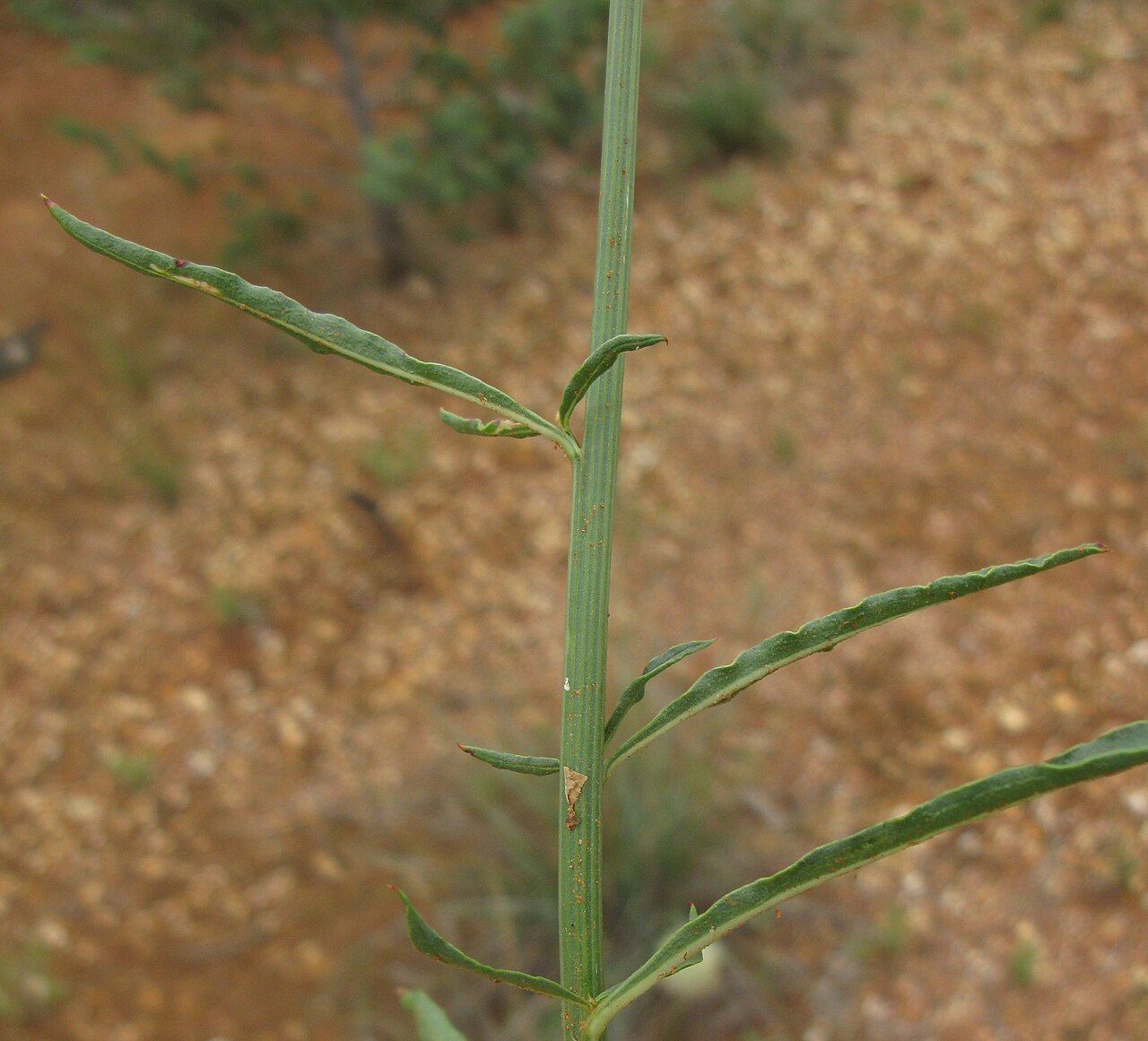 Ptilotus macrocephalus: Native, perennial, glabrous or slightly hairy herb to 50 cm tall, with a woody rootstock. Leaves are linear to narrow-lanceolate, to 5 cm long and 3 mm wide; ap