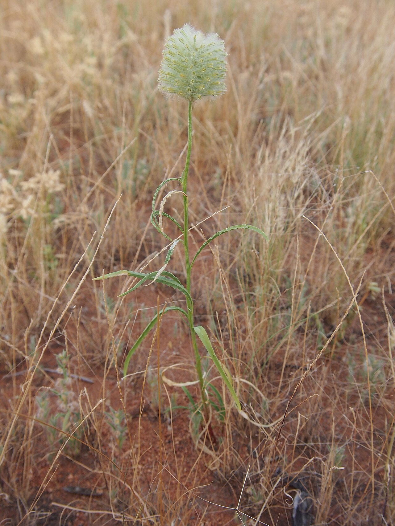Ptilotus macrocephalus: Ptilotus macrocephalus