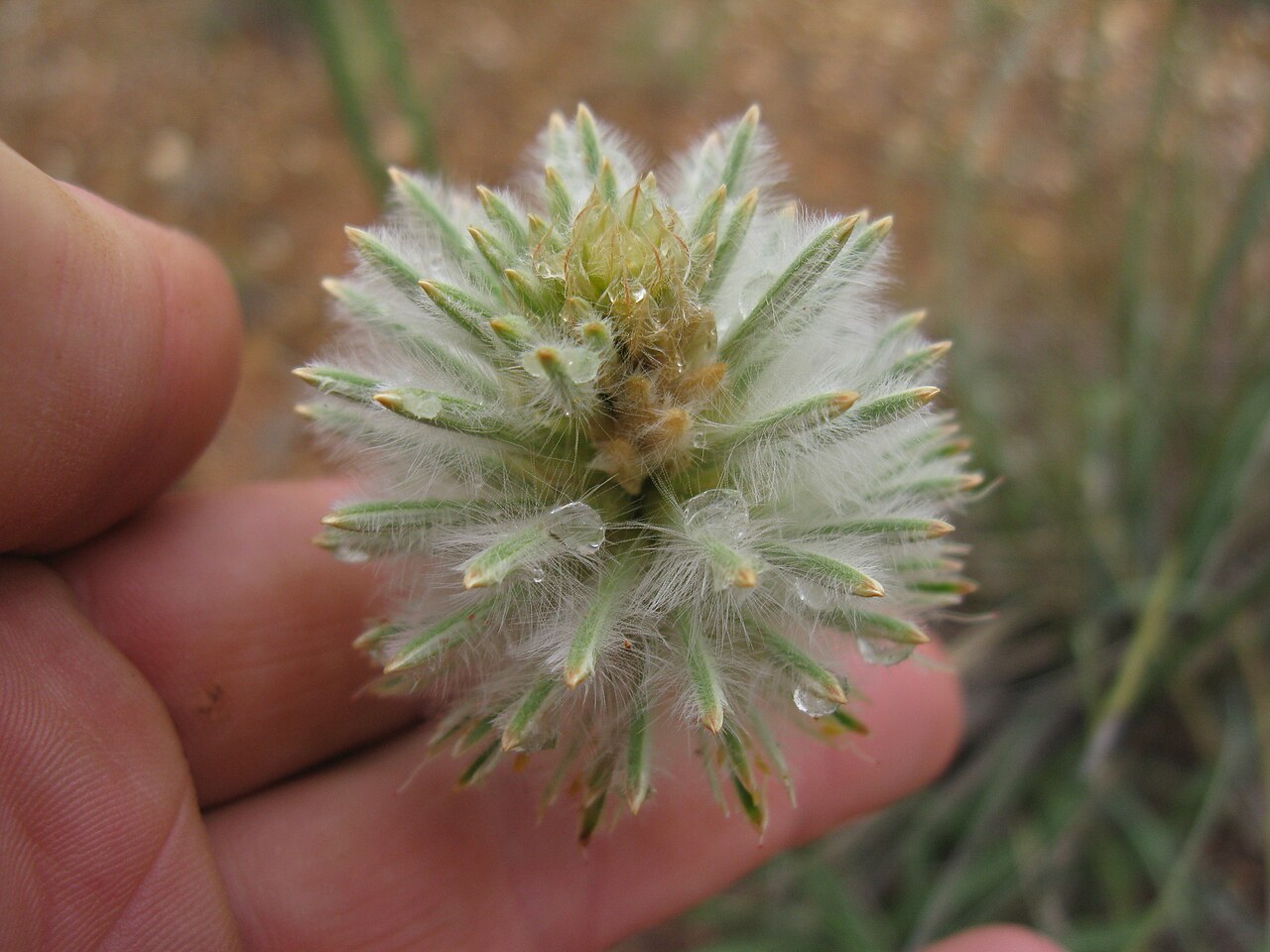 Ptilotus macrocephalus: Native, perennial, glabrous or slightly hairy herb to 50 cm tall, with a woody rootstock. Leaves are linear to narrow-lanceolate, to 5 cm long and 3 mm wide; ap