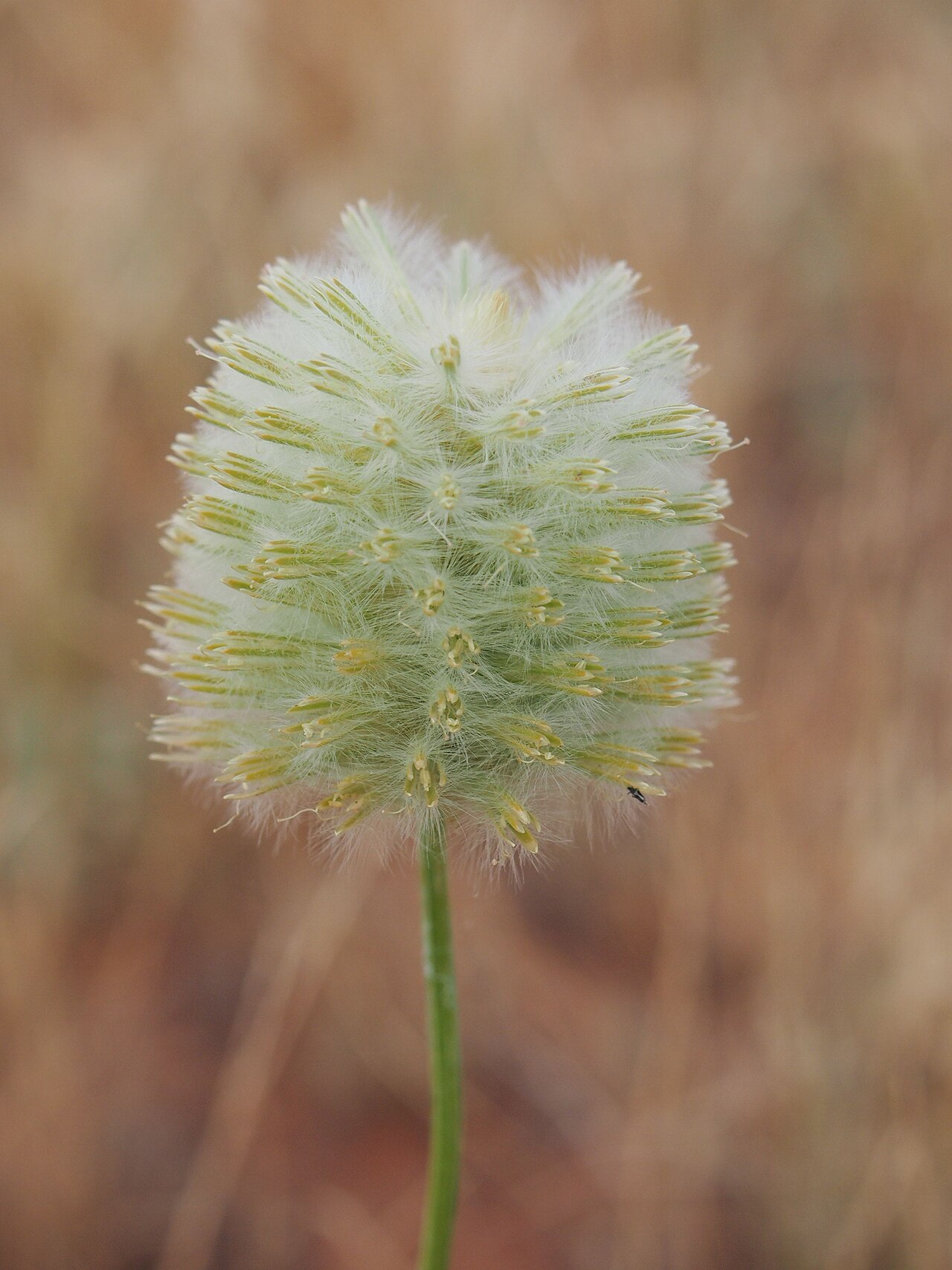 Ptilotus macrocephalus: Ptilotus macrocephalus flowers