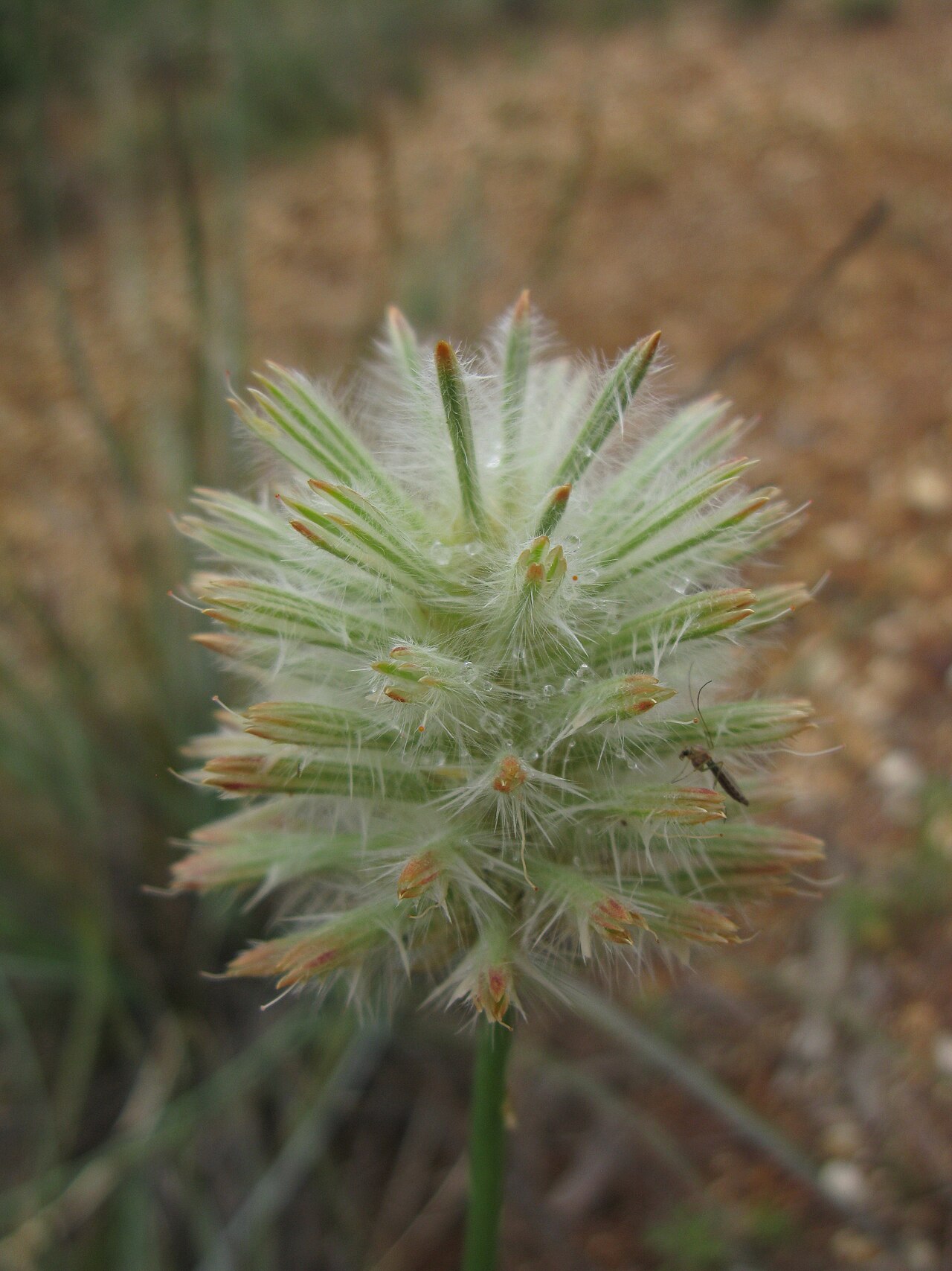 Ptilotus macrocephalus: Native, perennial, glabrous or slightly hairy herb to 50 cm tall, with a woody rootstock. Leaves are linear to narrow-lanceolate, to 5 cm long and 3 mm wide; ap