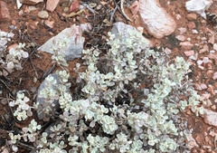 Ptilotus obovatus (Ptilotus obovatus)