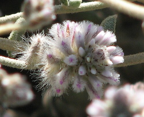 Ptilotus obovatus: Ptilotus obovatus (labelled), Geelong Botanic Gardens, Victoria, Australia