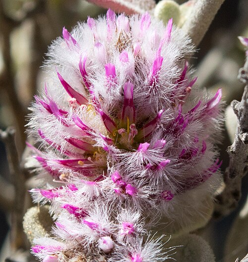 Ptilotus obovatus: An inflorescence of Ptilotus obovatus (Gaudich.) F.Muell. taken in the Pilbara of Western Australia