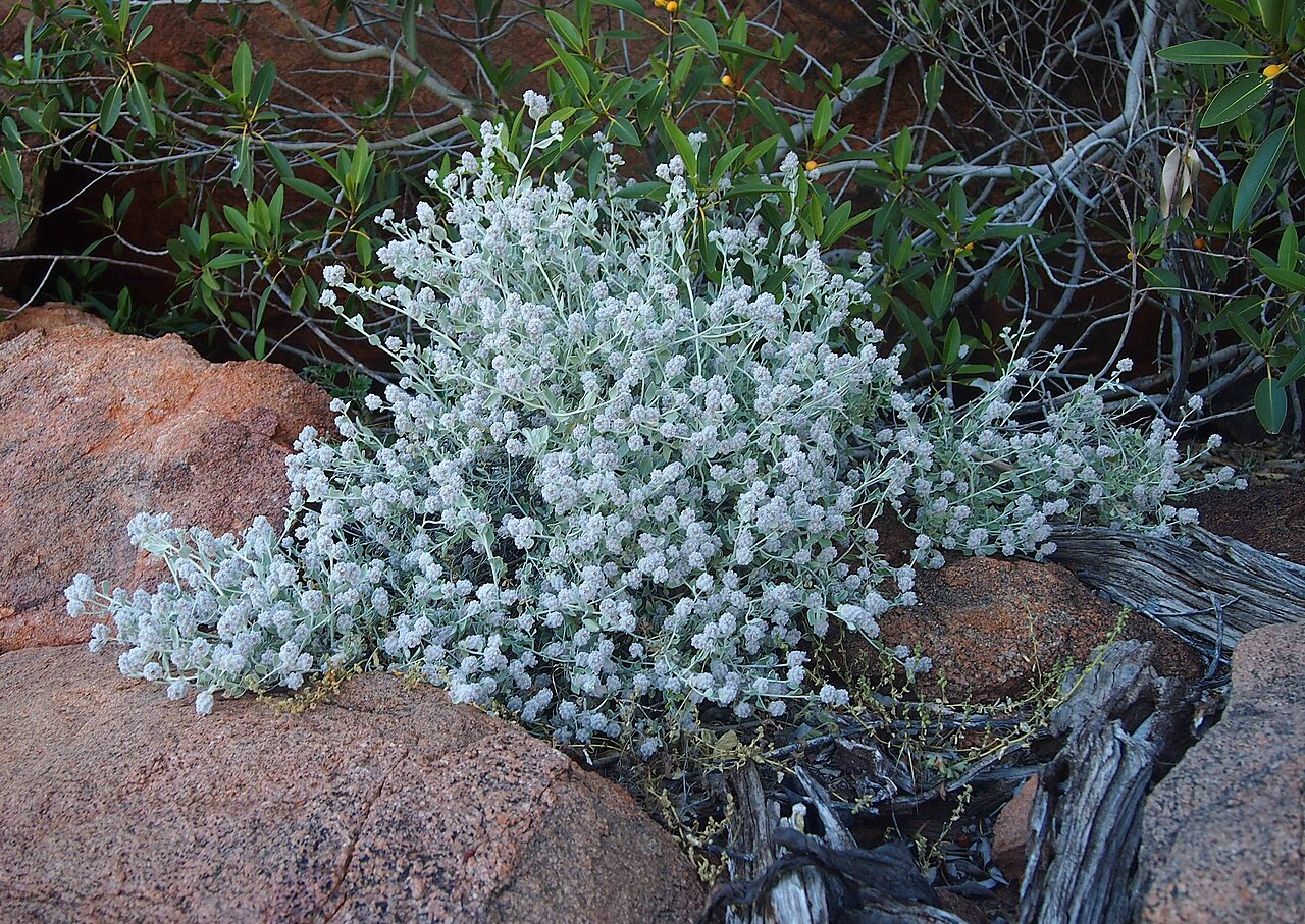 Ptilotus obovatus: Ptilotus obovatus habit