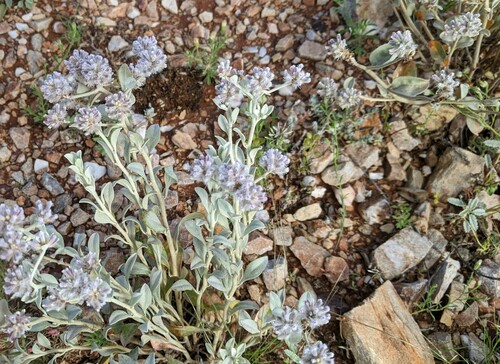 Ptilotus obovatus (Ptilotus obovatus)