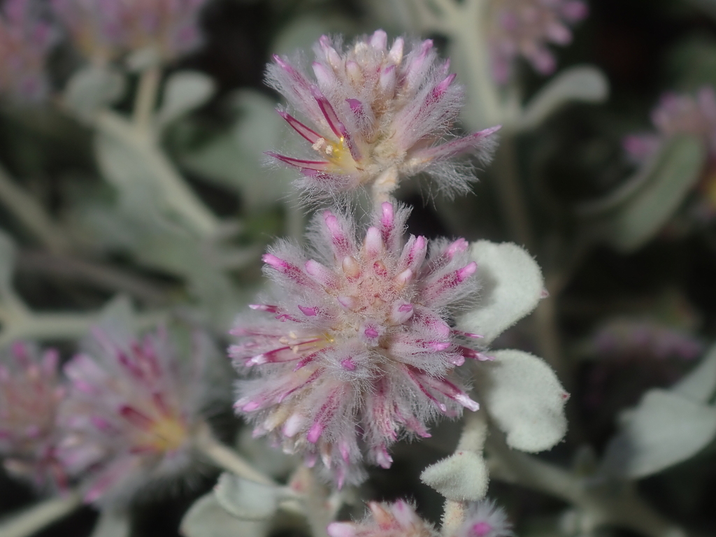 Ptilotus obovatus (Ptilotus obovatus)