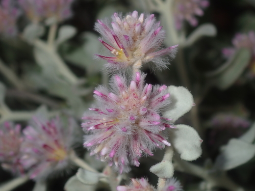 Ptilotus obovatus (Ptilotus obovatus)
