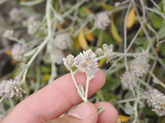 Ptilotus obovatus (Ptilotus obovatus)