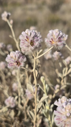 Ptilotus obovatus (Ptilotus obovatus)