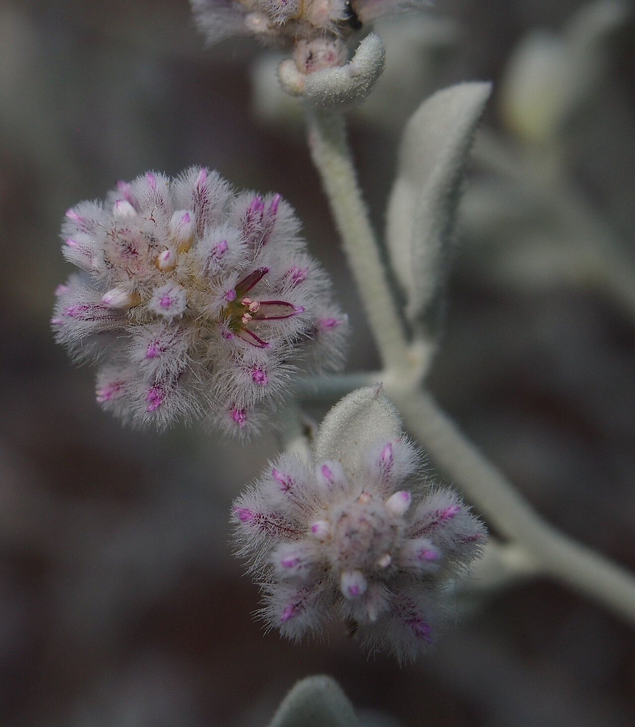 Ptilotus obovatus: Ptilotus obovatus flowers