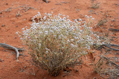 Ptilotus obovatus (Ptilotus obovatus)