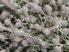Ptilotus obovatus (Ptilotus obovatus)