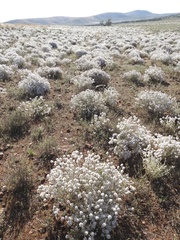 Ptilotus obovatus (Ptilotus obovatus)