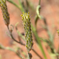 Ptilotus polystachyus (Ptilotus polystachyus)