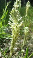 Ptilotus polystachyus (Ptilotus polystachyus)
