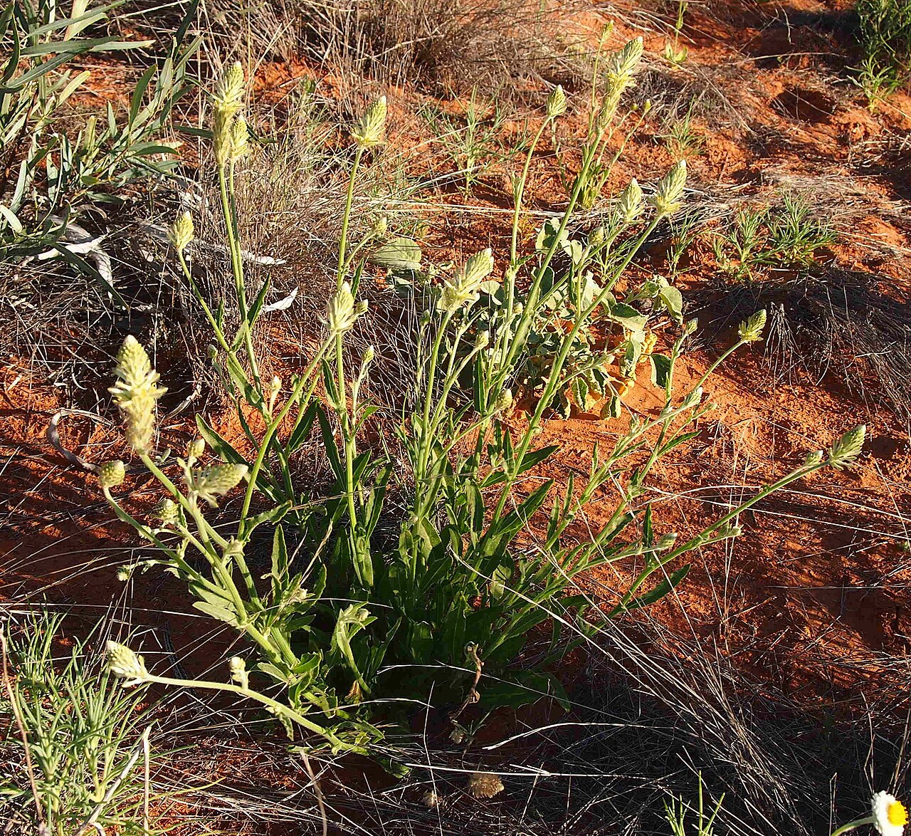 Ptilotus polystachyus: Ptilotus polystachyus habit