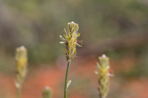 Ptilotus polystachyus (Ptilotus polystachyus)