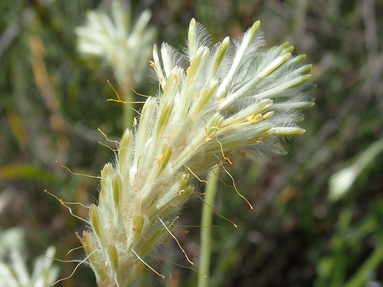 Ptilotus polystachyus: Ptilotus polystachyus Wireless Hill Park, Perth, Western Australia