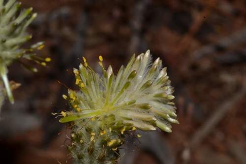 Ptilotus polystachyus (Ptilotus polystachyus)