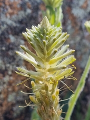 Ptilotus polystachyus (Ptilotus polystachyus)