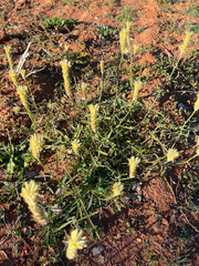 Ptilotus polystachyus (Ptilotus polystachyus)