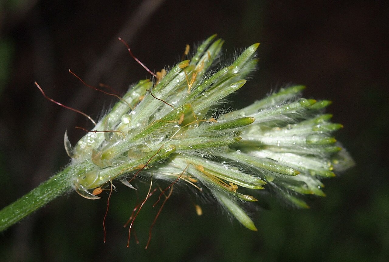 Ptilotus polystachyus: Ptilotus polystachyus flowers
