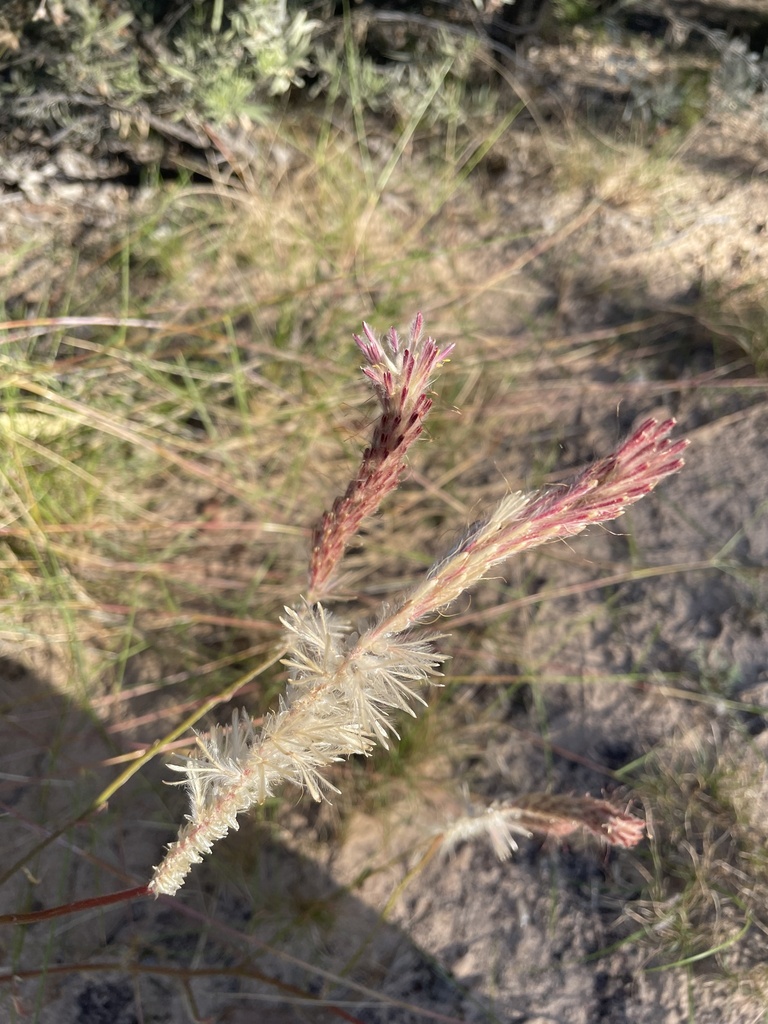 Ptilotus polystachyus (Ptilotus polystachyus)