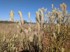Ptilotus polystachyus (Ptilotus polystachyus)