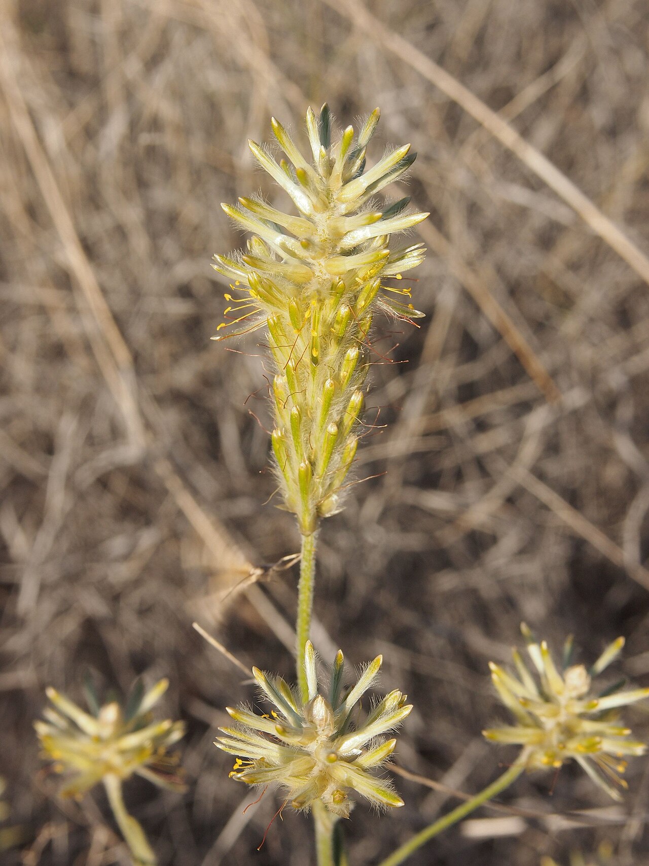 Ptilotus polystachyus: Ptilotus polystachyus flowers