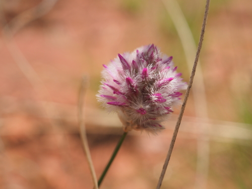 Ptilotus schwartzii (Ptilotus schwartzii)