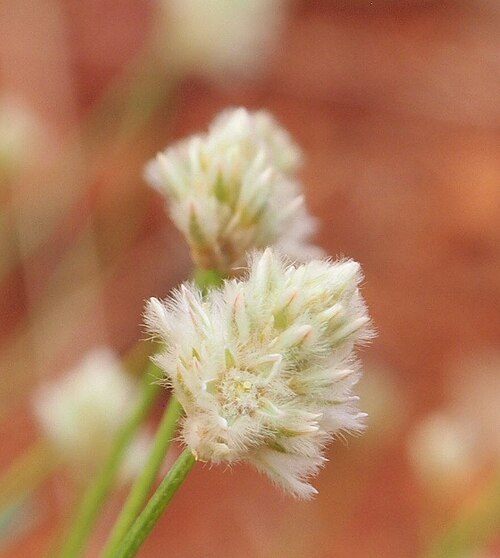 Ptilotus schwartzii: Ptilotus schwartzii var schwartzii flowers