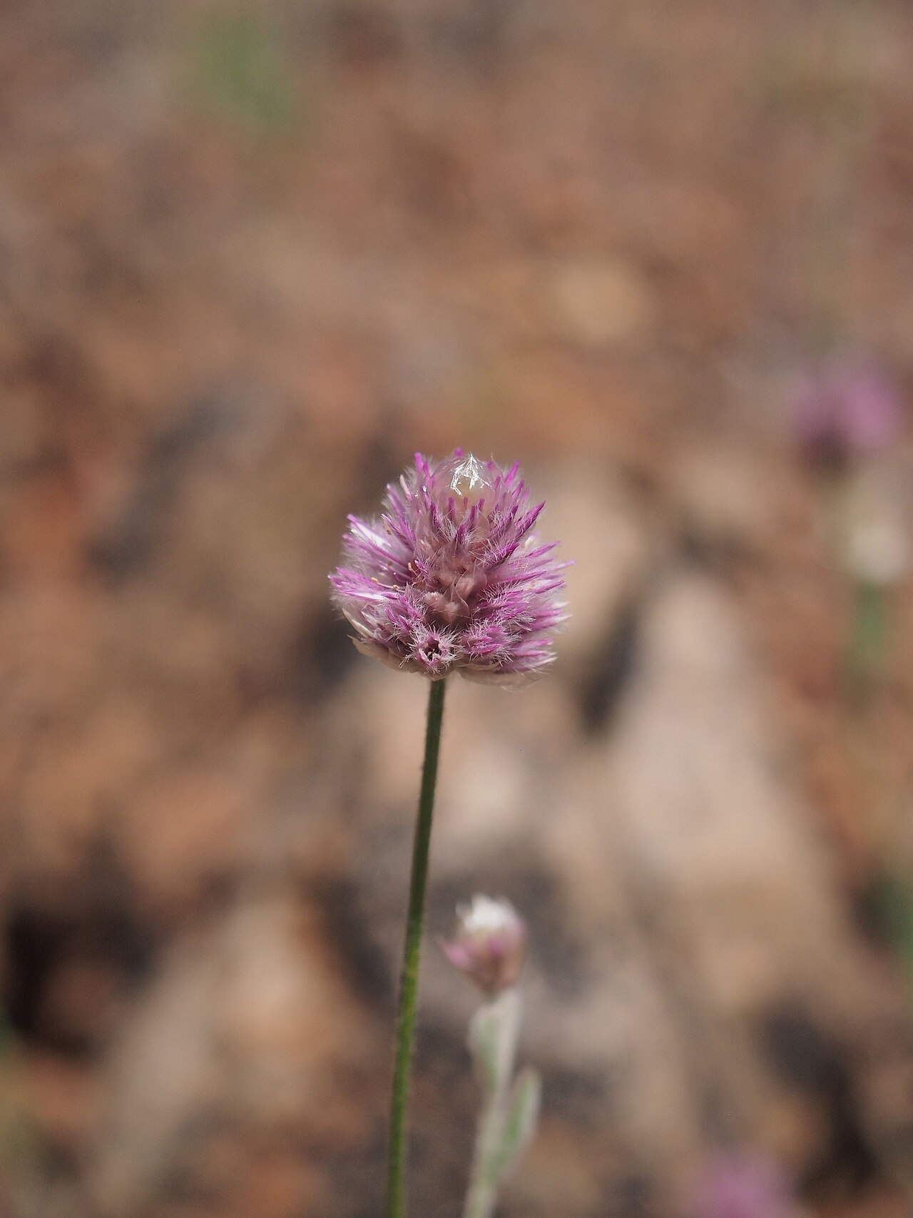 Ptilotus schwartzii: Ptilotus schwartzii flowers