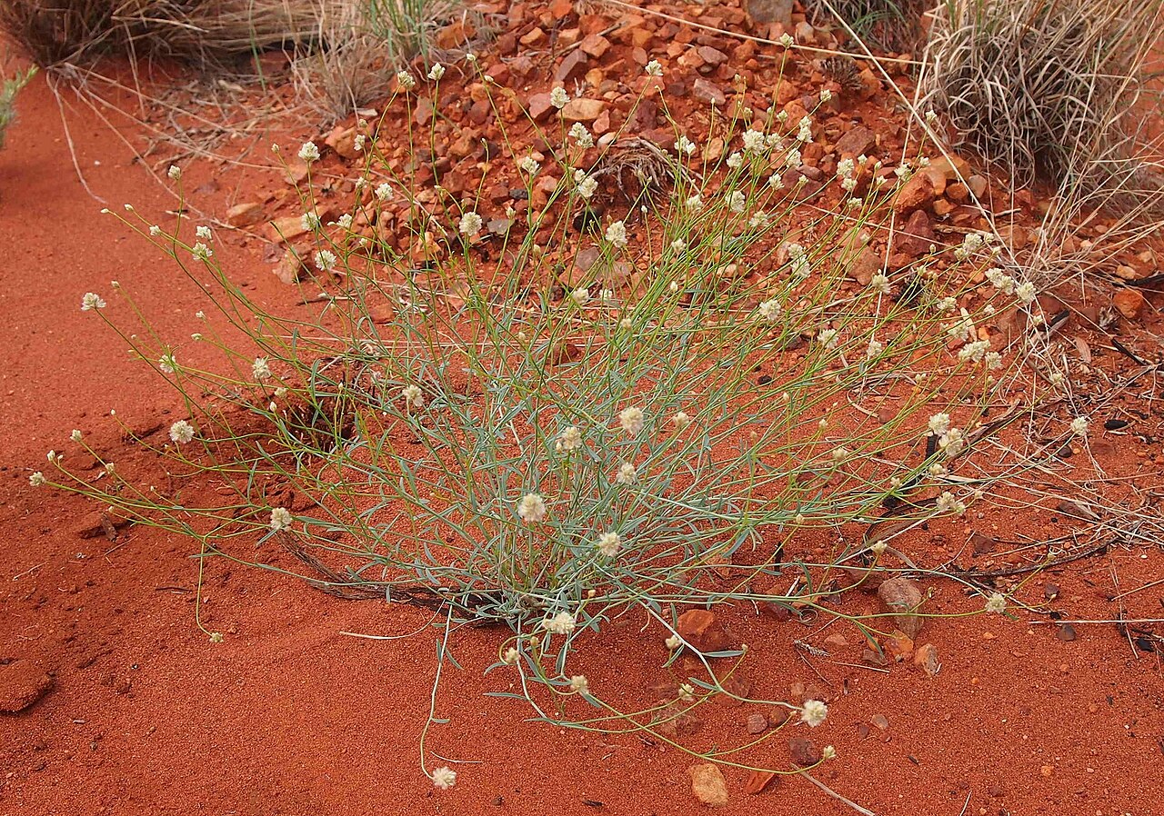 Ptilotus schwartzii: Ptilotus schwartzii var schwartzii habit