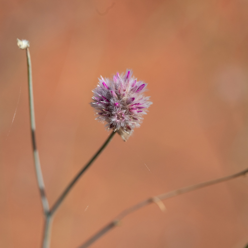 Ptilotus schwartzii (Ptilotus schwartzii)