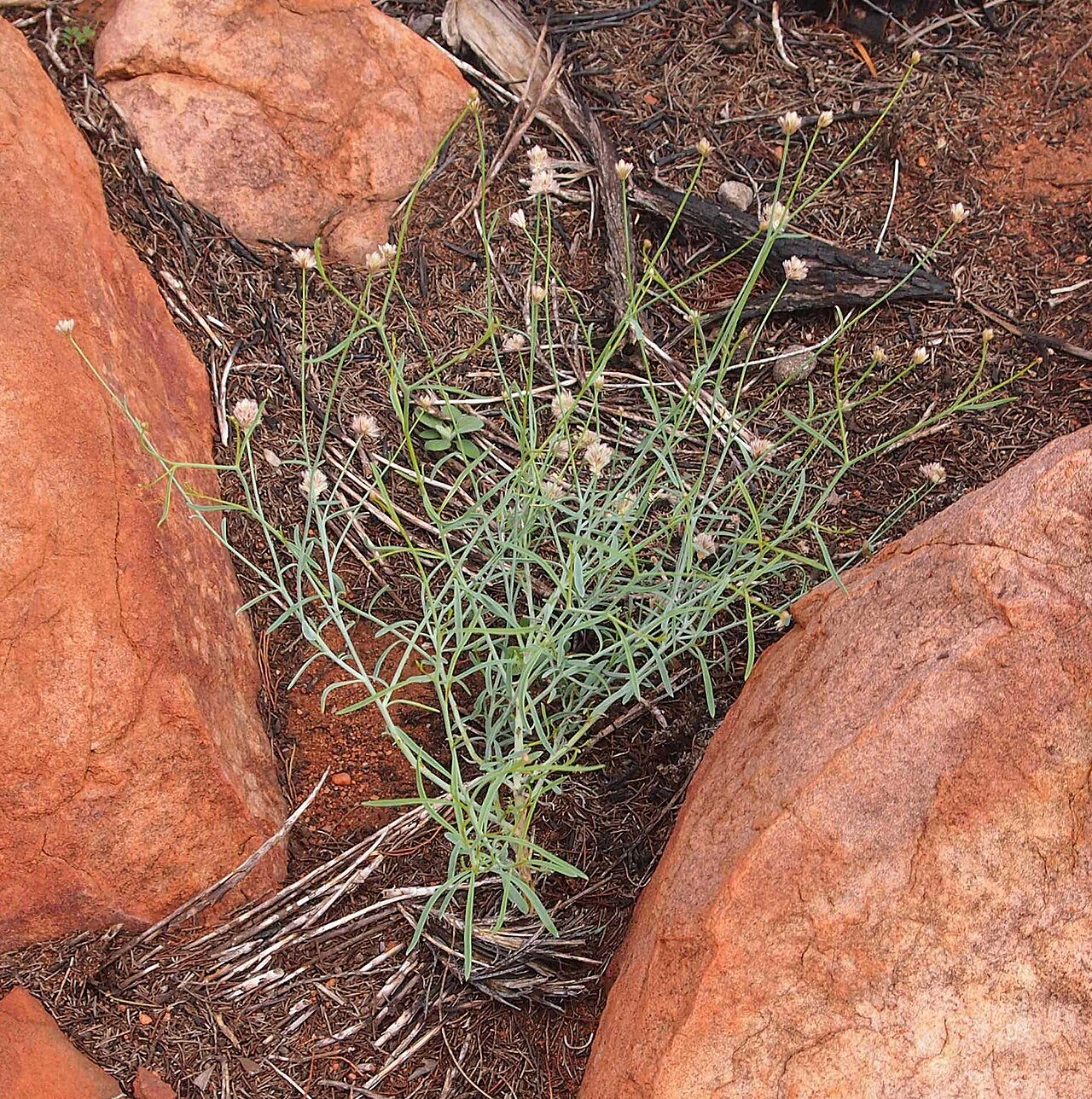 Ptilotus schwartzii: Ptilotus schwarzii
