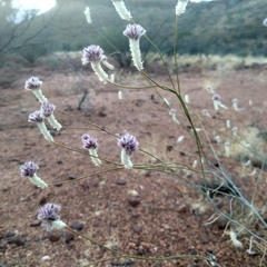 Ptilotus schwartzii (Ptilotus schwartzii)