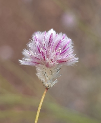 Ptilotus schwartzii (Ptilotus schwartzii)