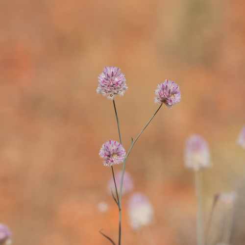 Ptilotus schwartzii (Ptilotus schwartzii)