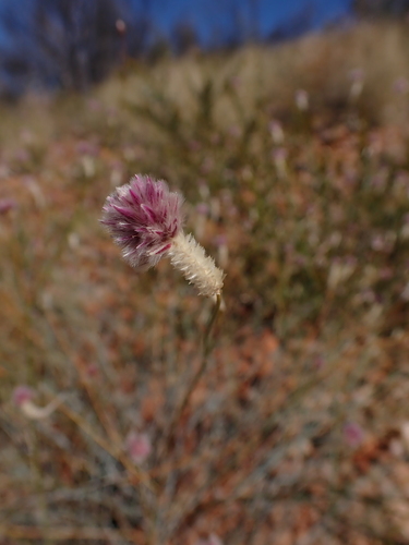 Ptilotus schwartzii (Ptilotus schwartzii)